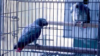 A member have gray parrot
