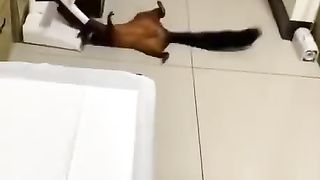 Smart Flying Rat