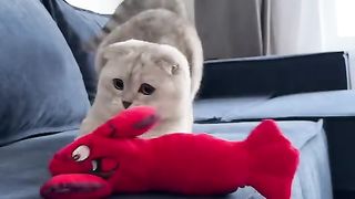 КОТКИ 19