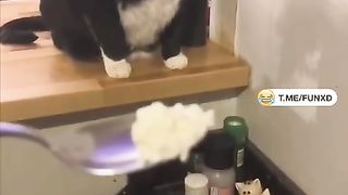 КОШКА  КОШКА