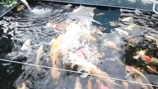Funny and Cute Animal Compilation 2