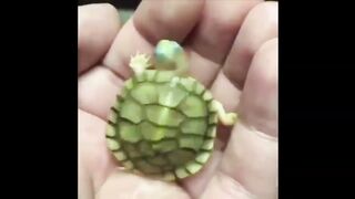 САМЫЕ МИЛЫЕ ЖИВОТНЫЕ! ПОДБОРКА!