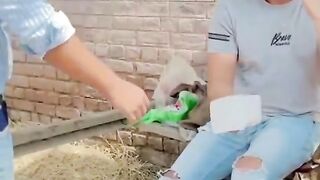 Funny video spot me bhai log 14