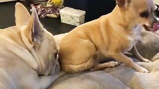 Cute pets 2