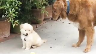 Cute pet 4