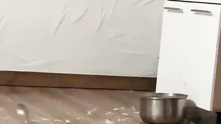 Bad cat 3
