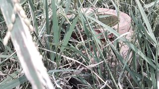 springs that come out of the paddy fields