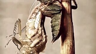 Amazing Plan Regeneration animals