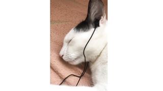 Funny animals video | funny cats, dogs