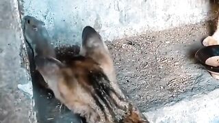 КОТЕШКИ ФУТБОЛ