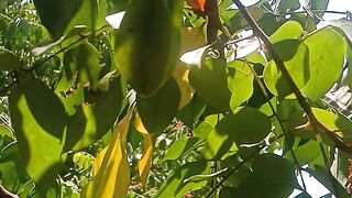 Daun hijau