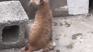 Poor cat 2