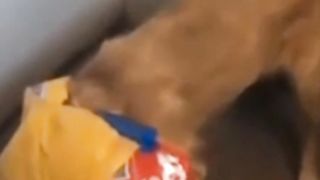 Funny videos 187