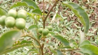 Stone seed plants