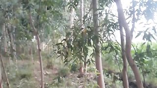 Forest hens