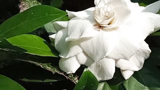 Beautiful flower in the morning