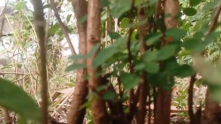 Wild trees