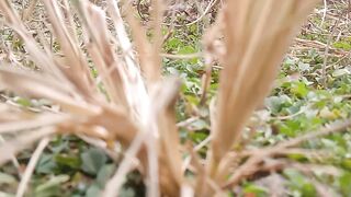 Dry grass