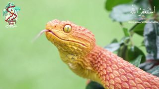 Surah Muddasir by Mohsin #trending #viral #quran #status # #muslim #meditation #asmr #relaxing