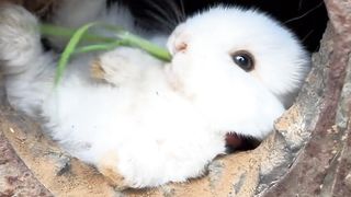 Amazing Rabbit enjoy eating