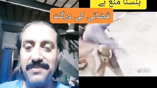 قضائی اور بھینس| بھینس کی ٹکر|