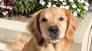 Dog smiles for the camera ????