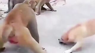 Funny video