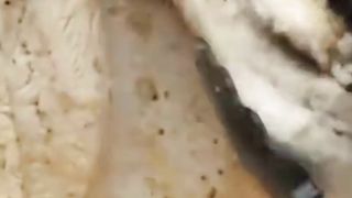how to make Chicken Sandwich Recipe #viral #shorts  qurashi