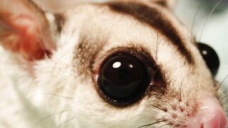 Marvelous Marsupials: Unveiling the World of Sugar Gliders