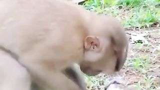 funny animal shot video 2