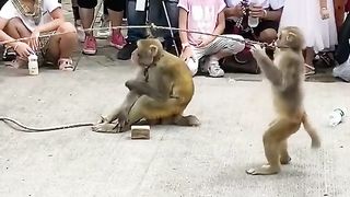 funny animal shot video 3