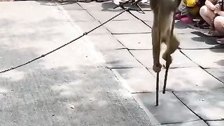 funny animal shot video 4