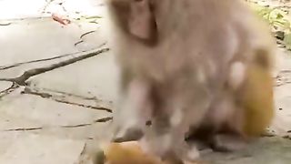 funny animal shot video 5