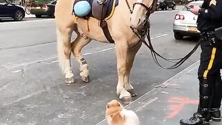 funny animal shot video 6