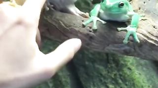 Funniest Animals on TikTok ????