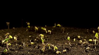 Plant Growing in a Black Background| Free Stock Video Footage