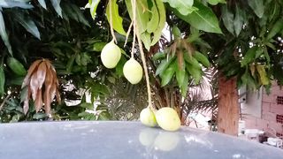 Amazing Mango Tree