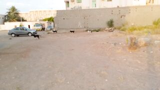 Funny street dogs video