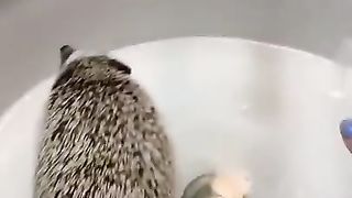 Cute and funny animals. | Clean animal TikToks