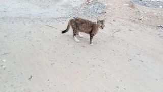 Funny pet tabby cat febspot