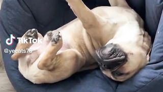 The Best of DOGGOS! ????Funny Dog Videos of The Week!