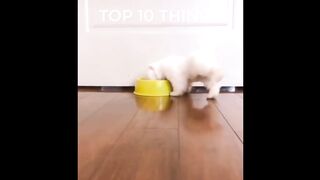 TRY NOT TO LAUGH CHALLENGE ANIMALS EDITION CLEAN VERSION