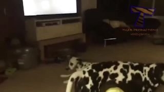 TOP CRAZY & FUNNY DOGS of 2020!
