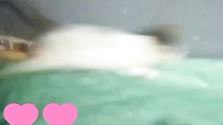 SO:Animals Funniest ???????? Cats and Dogs ???? videos #2023