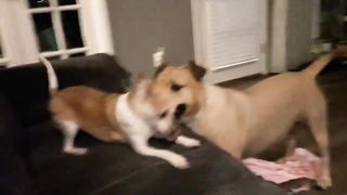 Best friends Big and Tiny