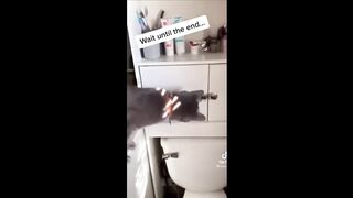 2 HOUR FUNNY CATS COMPILATION 2023???? Cute and Funny Cat Videos to Keep You Smiling! ???? #40