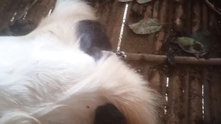 born goat