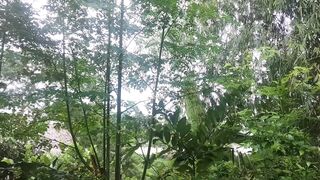 Sambut pagi dengan pemandangan alam dan suara nyanyian burung