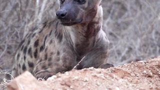 Hyena