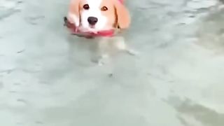 Funniest Cats And Dogs Videos ???? - Best Funny Animal Videos 2023 ???? #18 2